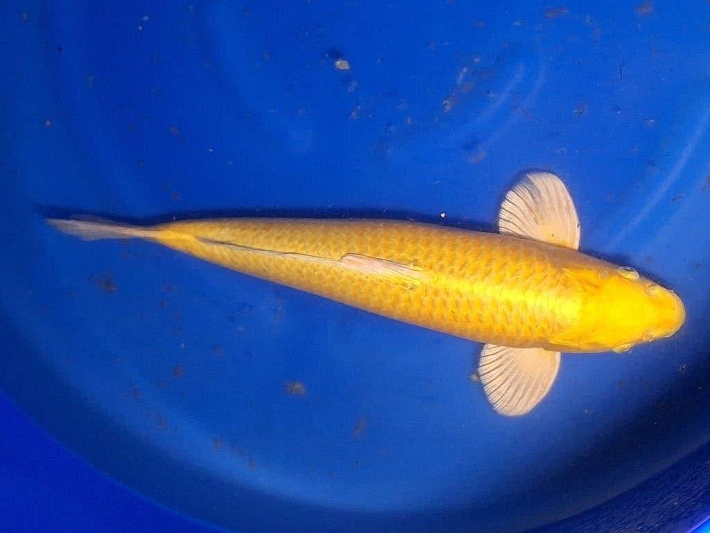 koi schitterende yamabukki 56 cm groot mooi geel, Karper of Koi