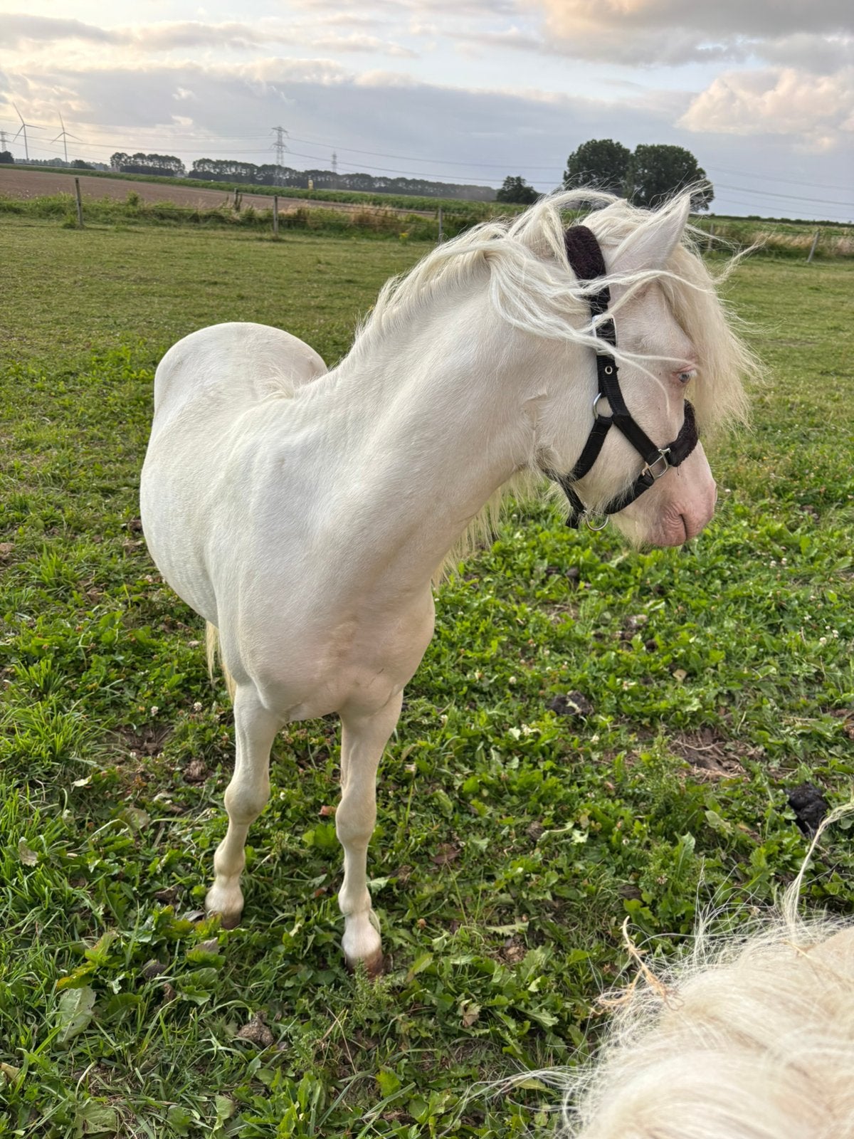 Jaarling welsh A hengstje cremello, Hengst, Niet van toepassing, A pony (tot 1.17m), 0 tot 2 jaar