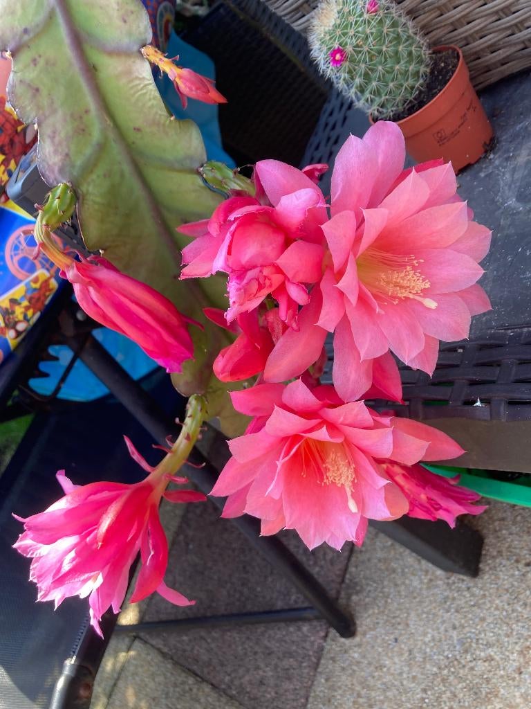 epiphyllum cactus jonkheer v bemmel gewortelde stekken, Huis en Inrichting, Kamerplanten, Minder dan 100 cm, Bloeiende kamerplant