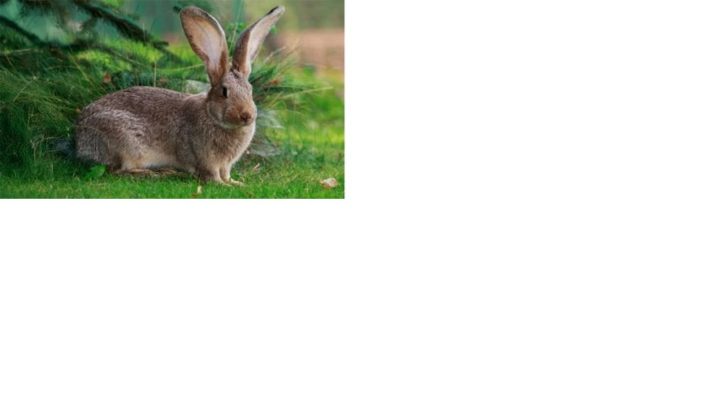 Te koop gevraagd Vlaamse reuzen ooien, Dieren en Toebehoren, Meerdere dieren, Groot
