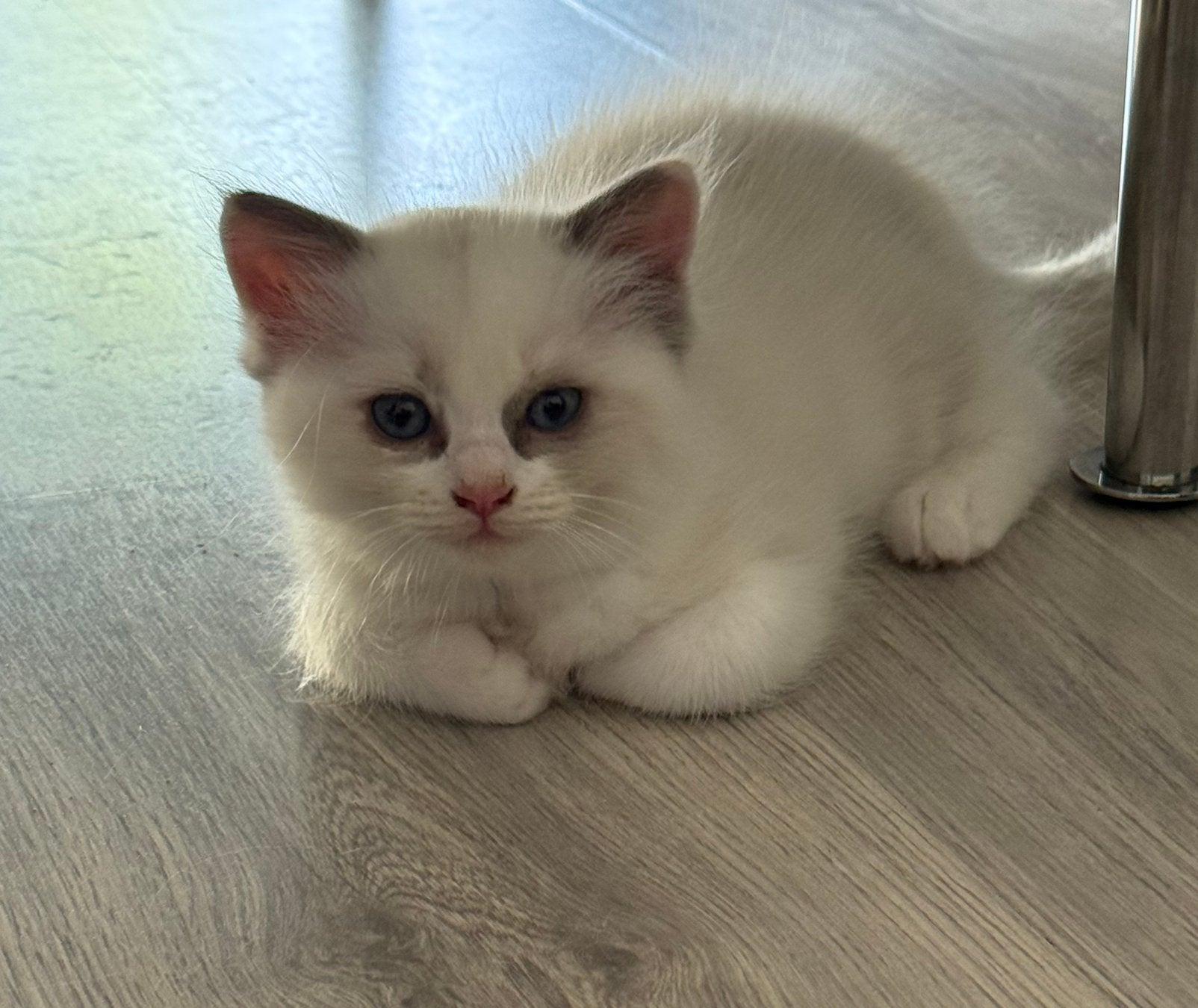 Prachtige Ragdoll kittens met stamboom te koop, Meerdere dieren, Met stamboom, 0 tot 2 jaar