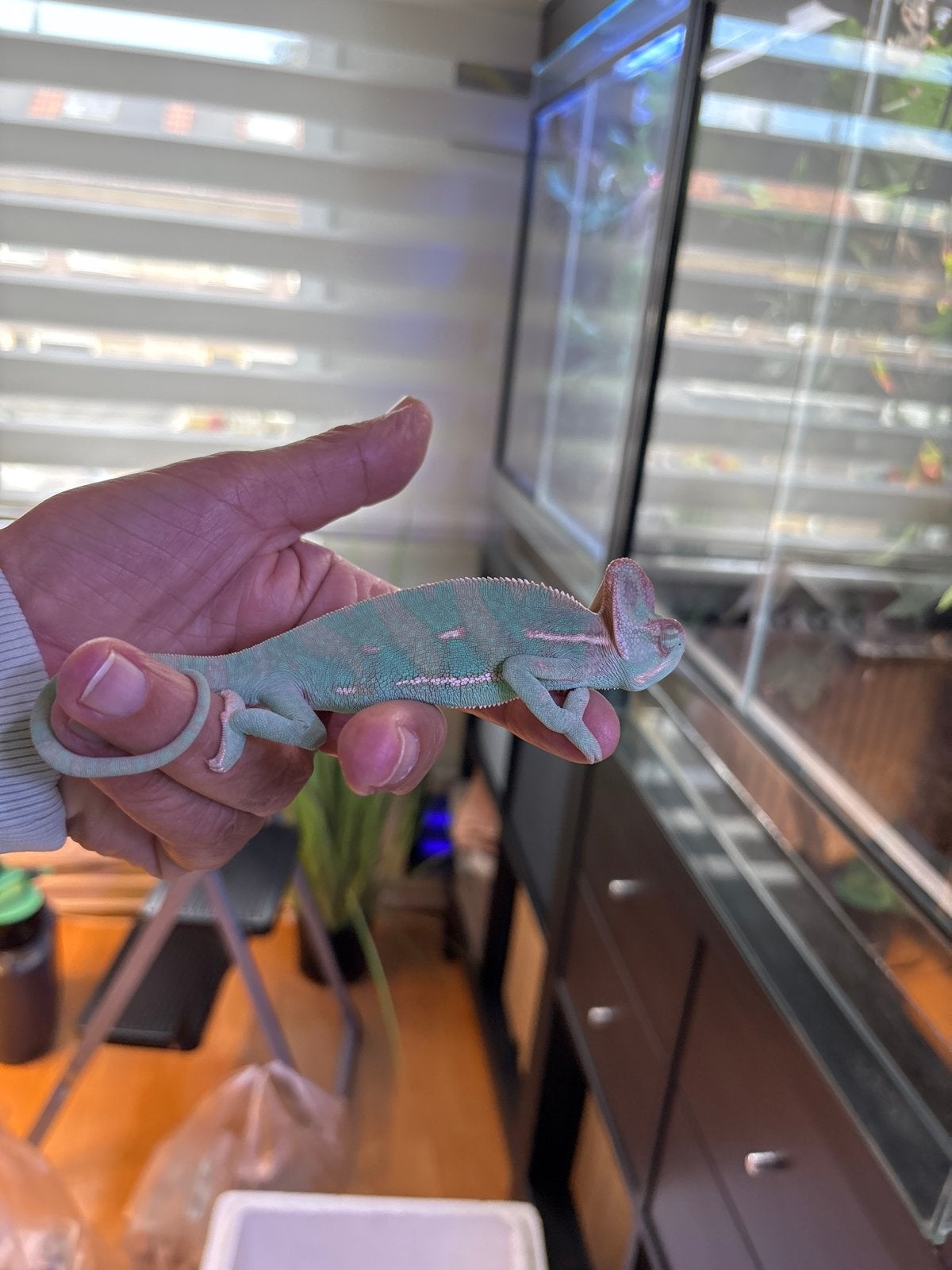 Jemen Kameleon Chameleon - unknown for sale from Hans Boer
