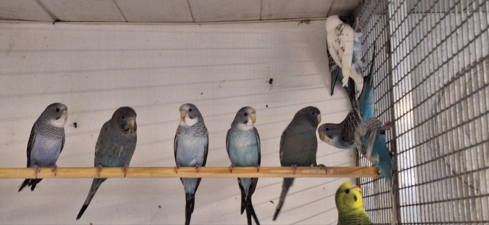 10 blackface en blackwing parkieten, Dieren en Toebehoren, Vogels | Parkieten en Papegaaien, Mannelijk, Parkiet