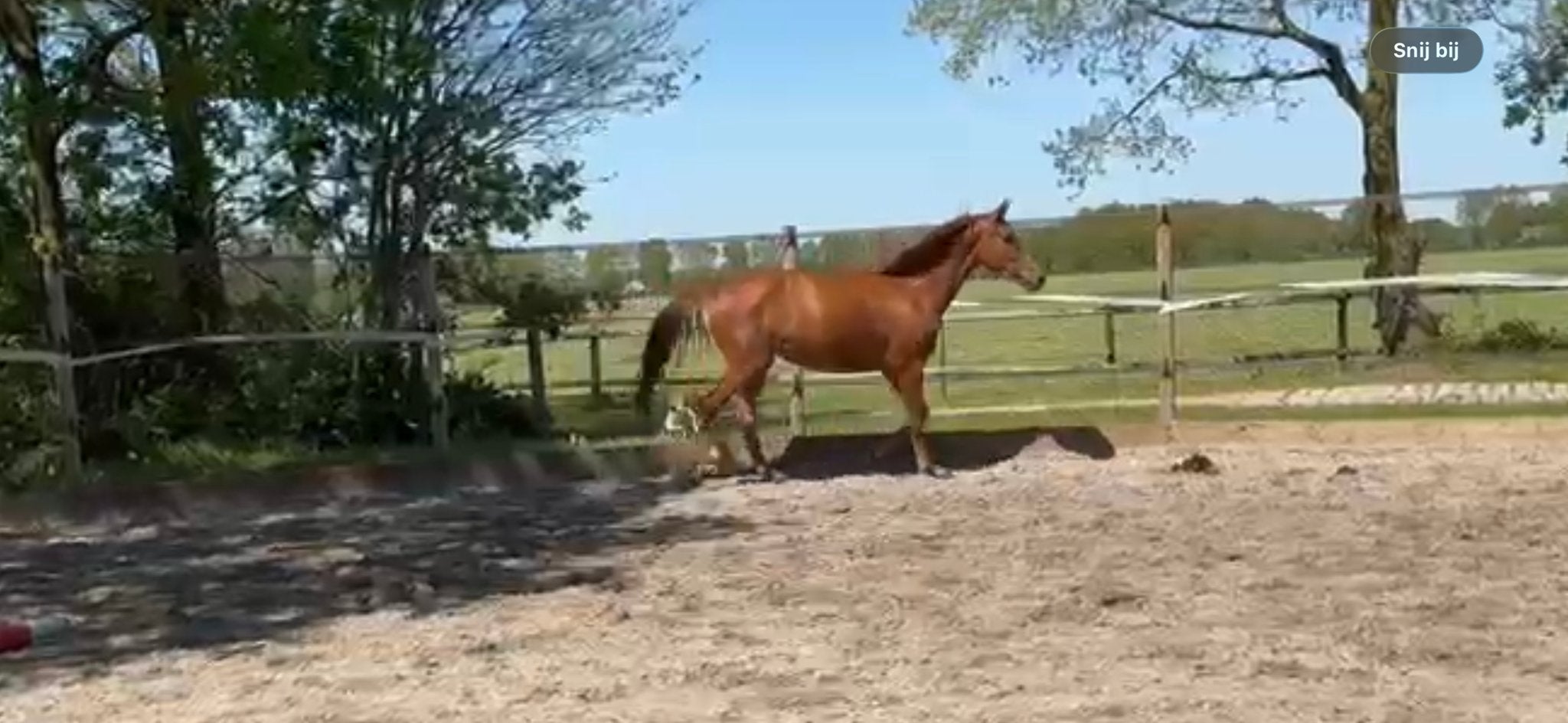 3 jarige merrie van barton., Merrie, 160 tot 165 cm, Dressuurpaard, 3 tot 6 jaar