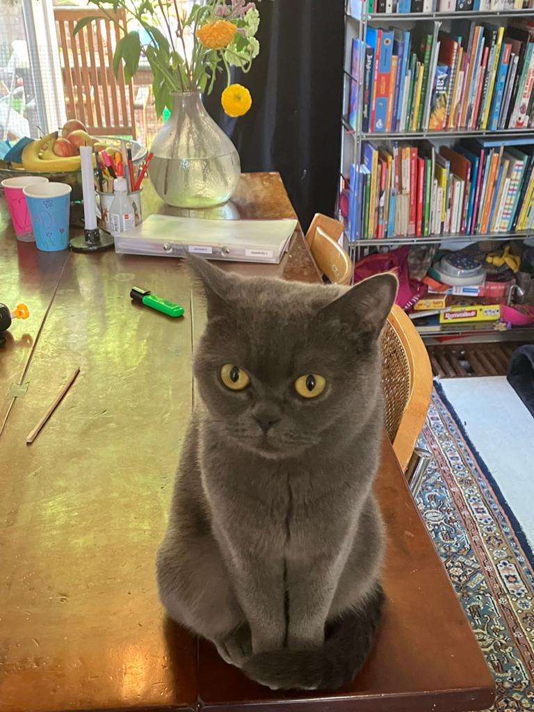 Lieve, sociale Britse Korthaar poes (bijna 2 jaar), Poes, Gechipt, 0 tot 2 jaar