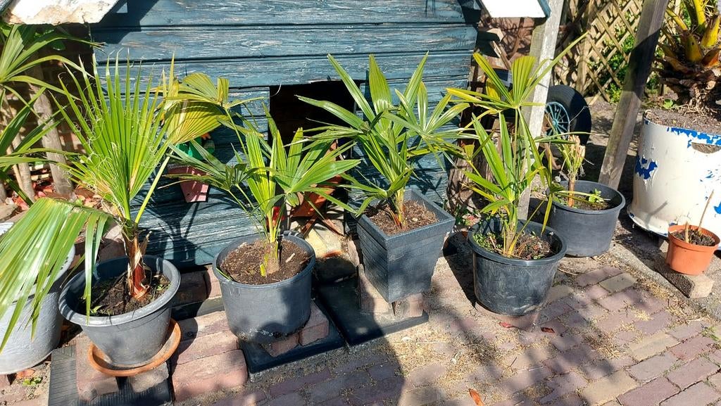 Trachycarpus fortunei, winterharde palmboom, Ophalen, Bloeit niet, Overige soorten, Volle zon