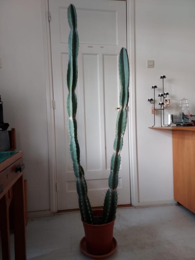Grote en unieke cactus in pot, Huis en Inrichting, Kamerplanten, Cactus, 150 tot 200 cm, Groene kamerplant, Volle zon, In pot