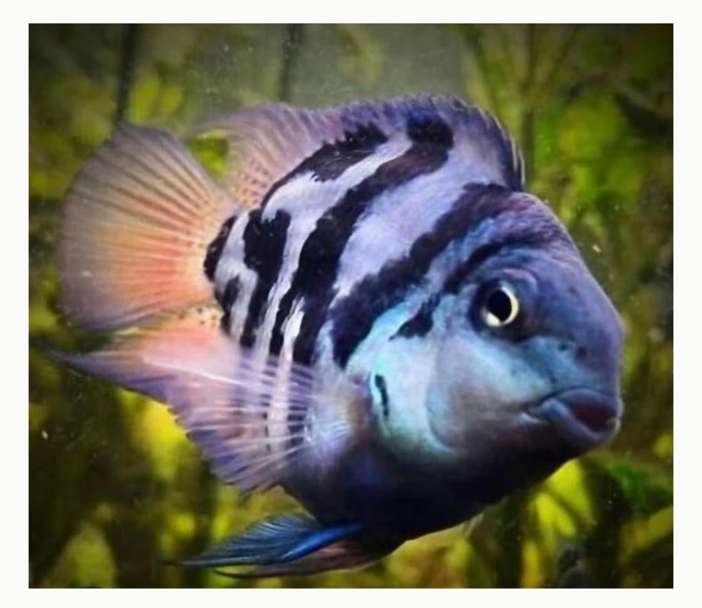 Blauwe Noordse Papegaai gezocht, Dieren en Toebehoren, Vis