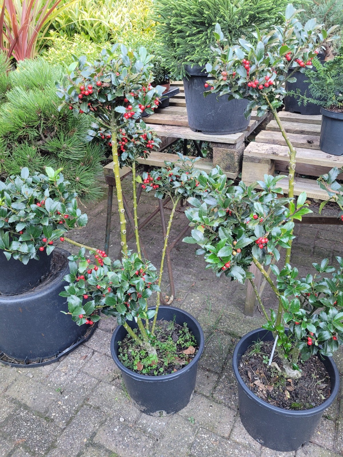 Ilex Crenata 'Convexa' (Japanse Hulst) in Vormsnoei, Tuin en Terras, Ophalen