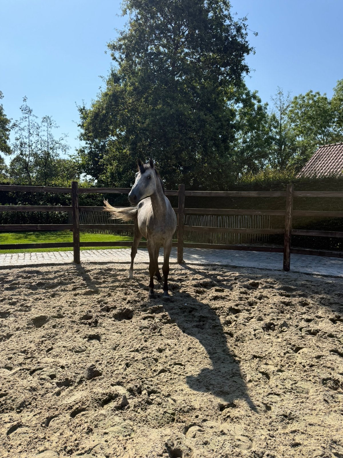 4 jarig springpaard, Dieren en Toebehoren, Paarden, Springpaard, Hengst, 3 tot 6 jaar, Onbeleerd