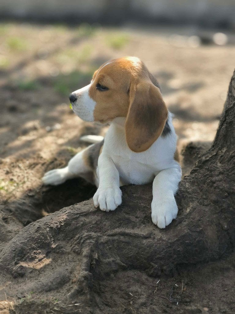Prachtige beagle pups beschikbaar!!, Dieren en Toebehoren, België, Beagle, CDV (hondenziekte), 8 tot 15 weken