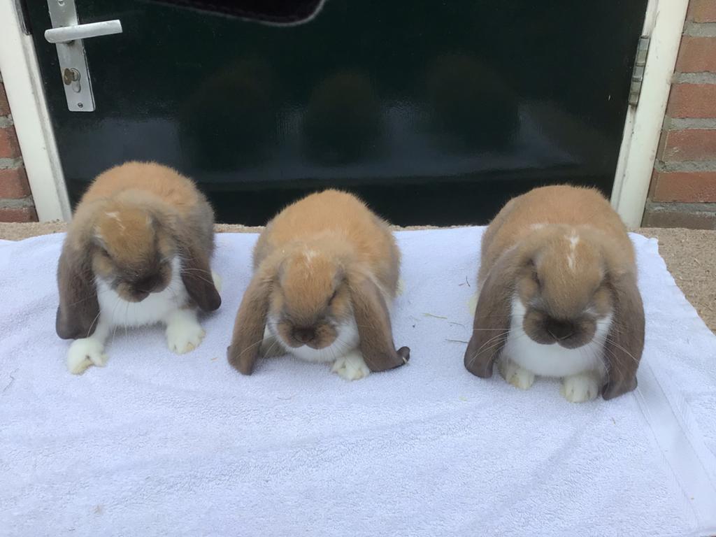 Prahtige jonge Franse Hangoor Konijnen, Dieren en Toebehoren, Konijnen