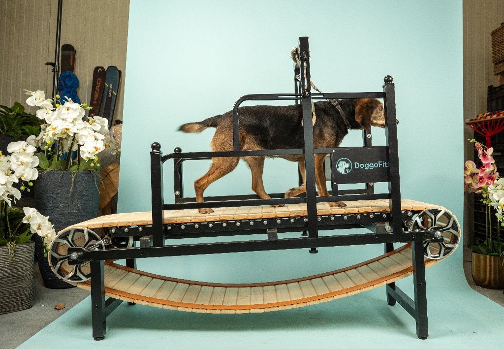 Hondenloopband / Dogmill / Treadmill, Dieren en Toebehoren, Honden-accessoires, Ophalen of Verzenden, Nieuw, Hondenren