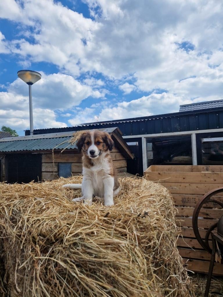 Prachtige 75% kooiker x25% friese stabij pups te koop, Parvo, 8 tot 15 weken, Meerdere, Meerdere dieren