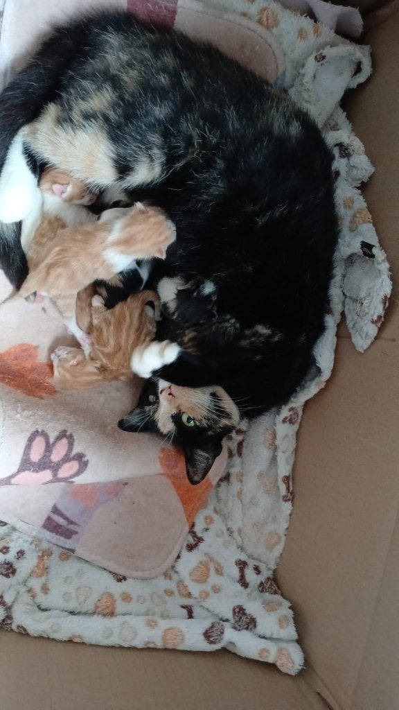 Prachtige kruising kittens zoeken een goed baasje, Dieren en Toebehoren, Katten en Kittens | Overige Katten, Meerdere dieren, Kortharig