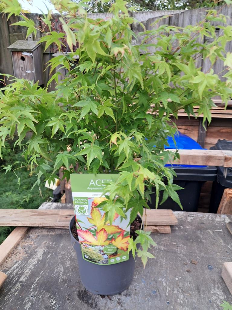 Japanse Esdoorn (Acer) Little Princess Prachtige plant, Overige soorten, Vaste plant, Ophalen of Verzenden, Bloeit niet