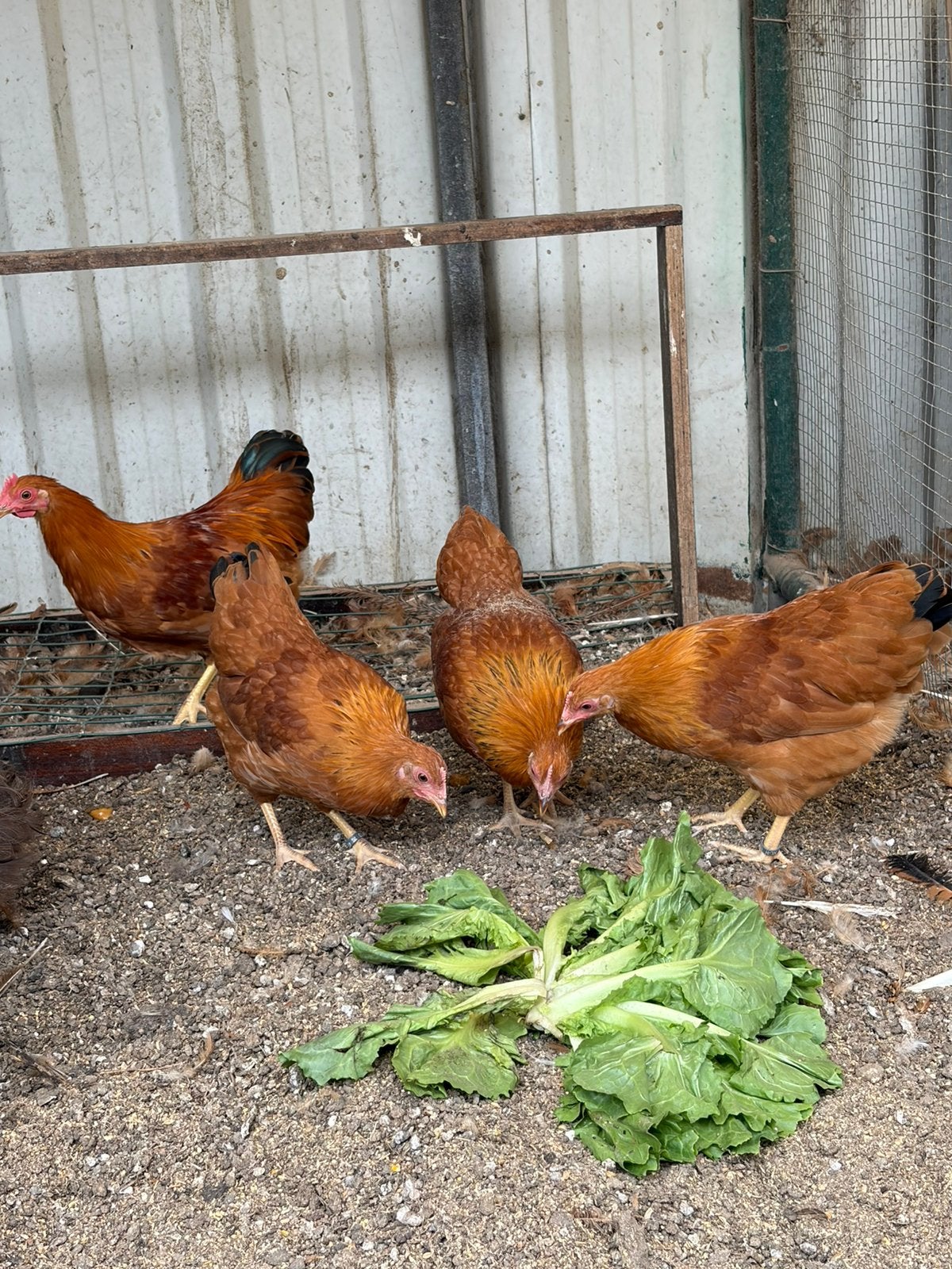 Jonge New Hampshirekrielen, Dieren en Toebehoren, Pluimvee, Meerdere dieren, Kip