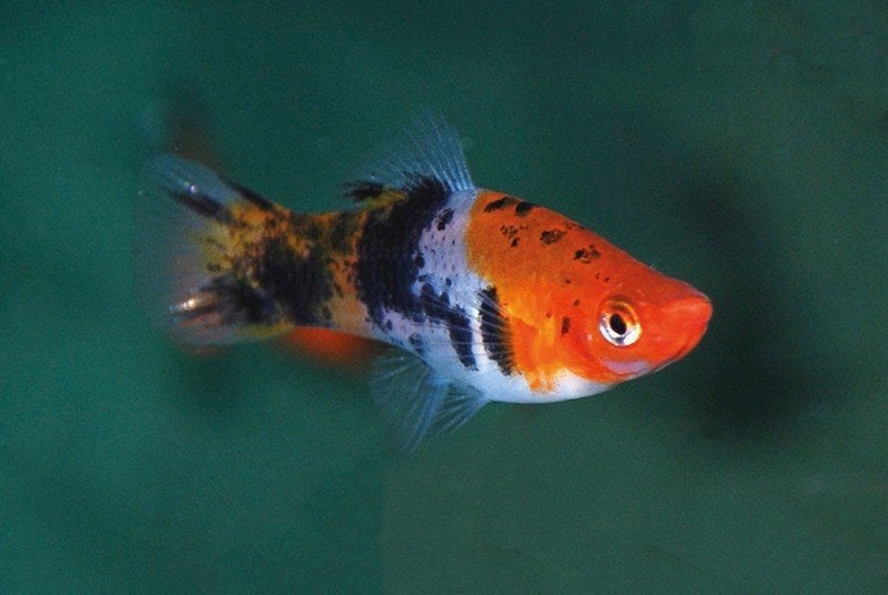 Zwaarddrager Koi - 3 kleur, Dieren en Toebehoren, Vissen | Aquariumvissen, Vis, Zoetwatervis