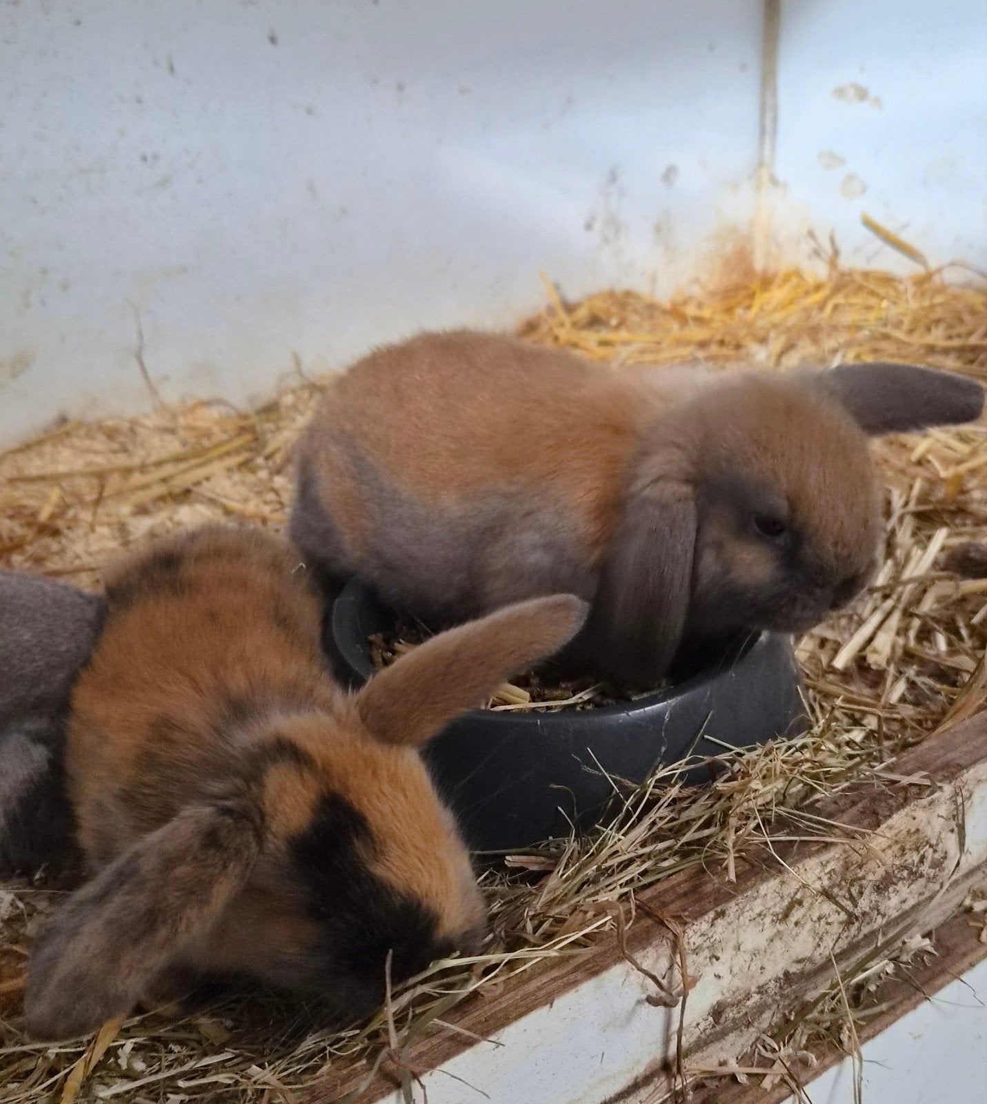 Te koop dwerghangoorkonijntjes🐇, Dieren en Toebehoren, Vrouwelijk, Dwerg