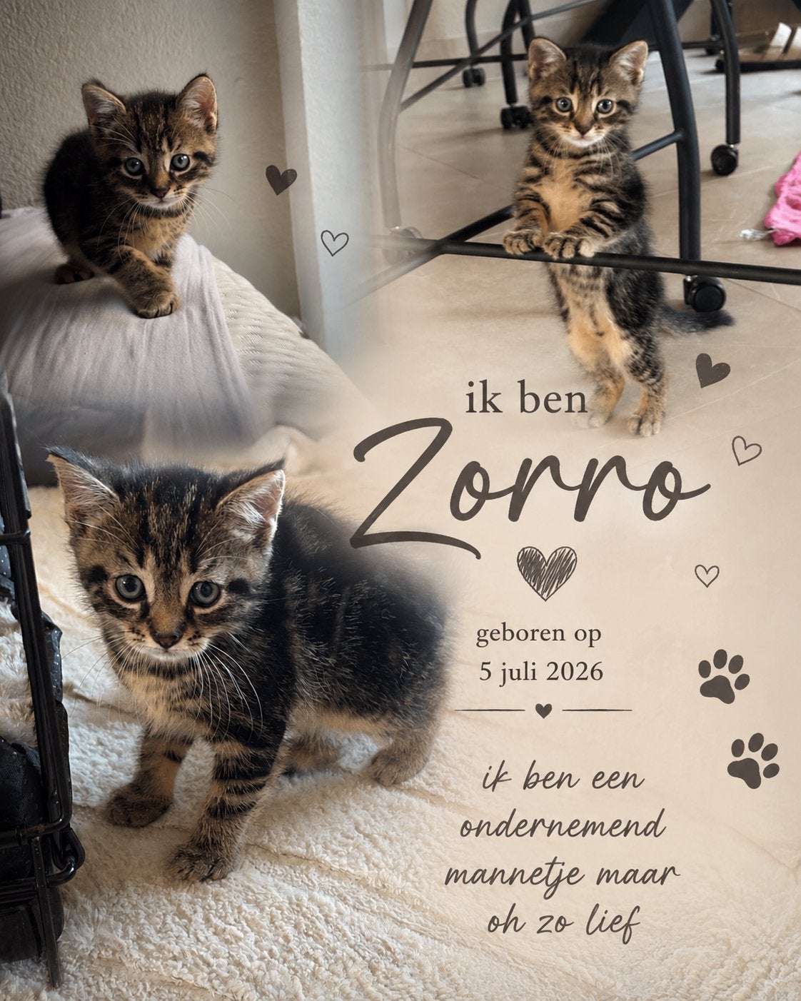 4 Europese korthaar kittens, Dieren en Toebehoren, Katten en Kittens | Overige Katten, Meerdere dieren, Kortharig, 0 tot 2 jaar