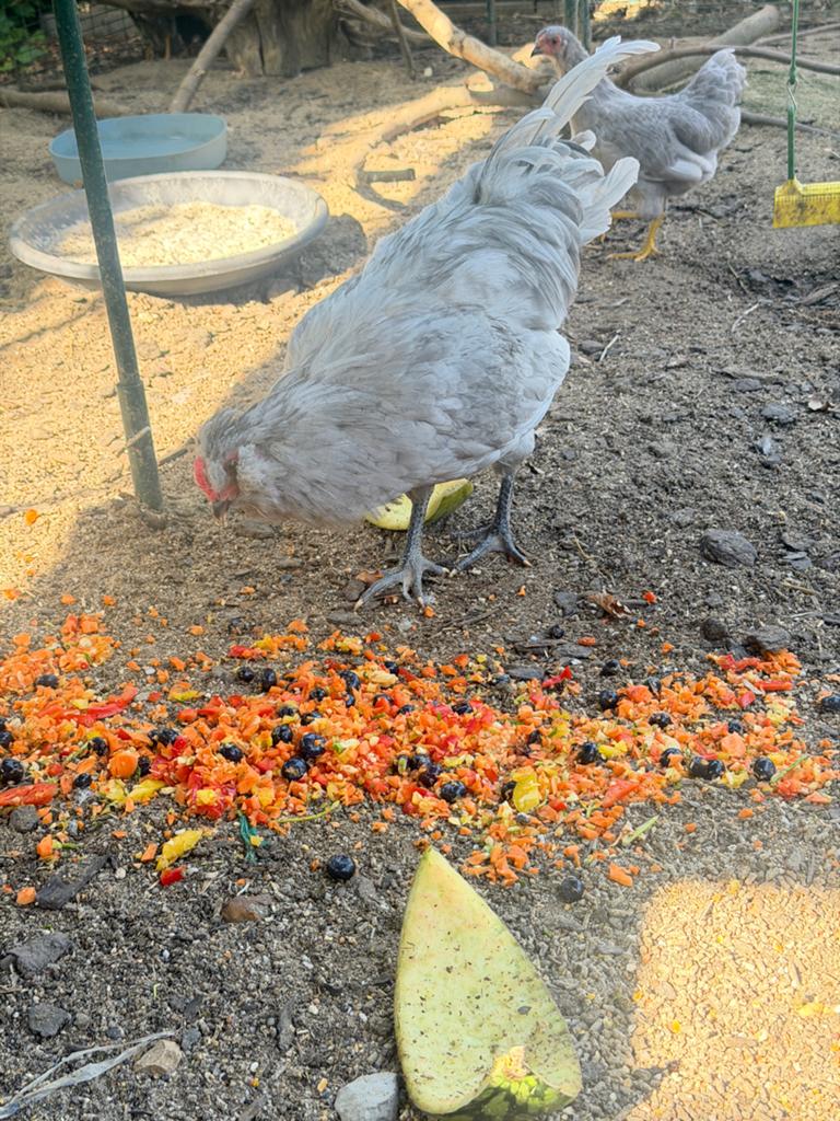Te koop mooie araucana haan van 16 weken, Dieren en Toebehoren, Pluimvee, Mannelijk, Kip