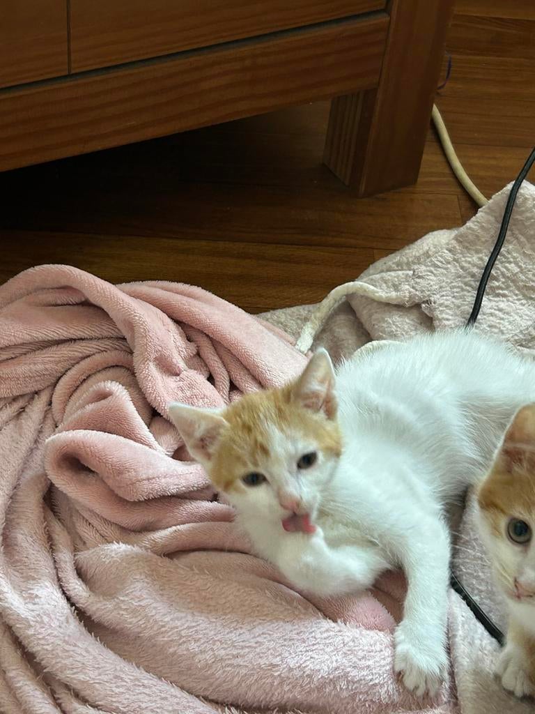 Nog 1 leuke kitten te koop, Dieren en Toebehoren, Katten en Kittens | Overige Katten, Meerdere dieren