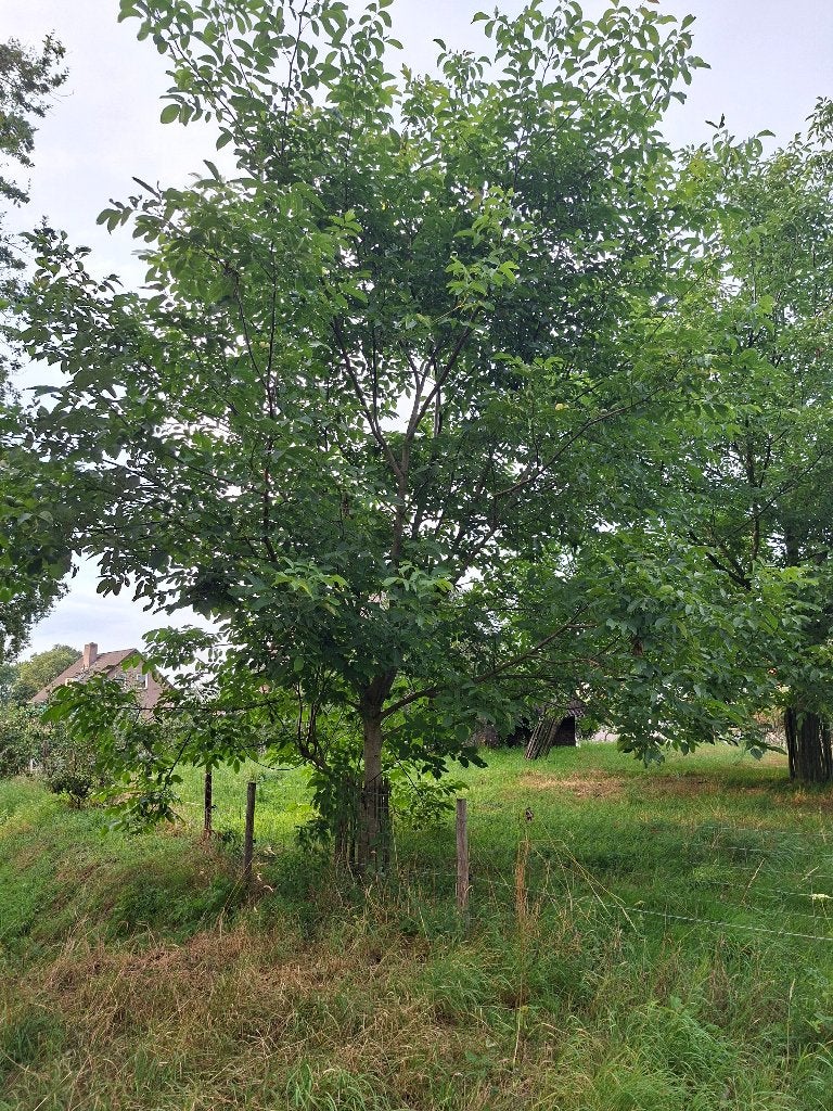 Notenboom, mooie walnoten, Overige soorten, Lente, 400 cm of meer, Ophalen