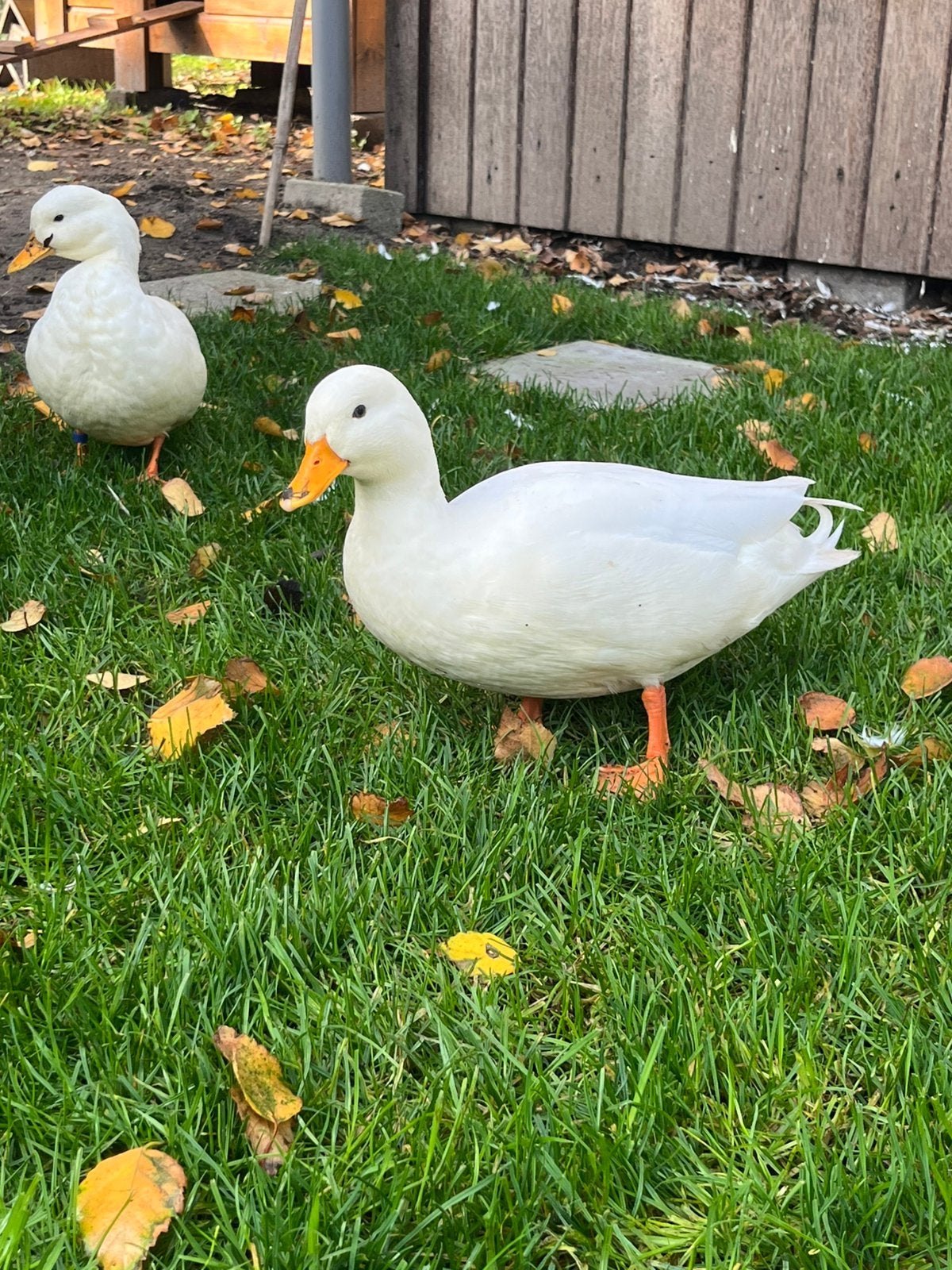 Koppel Kwakers, Meerdere dieren, Eend