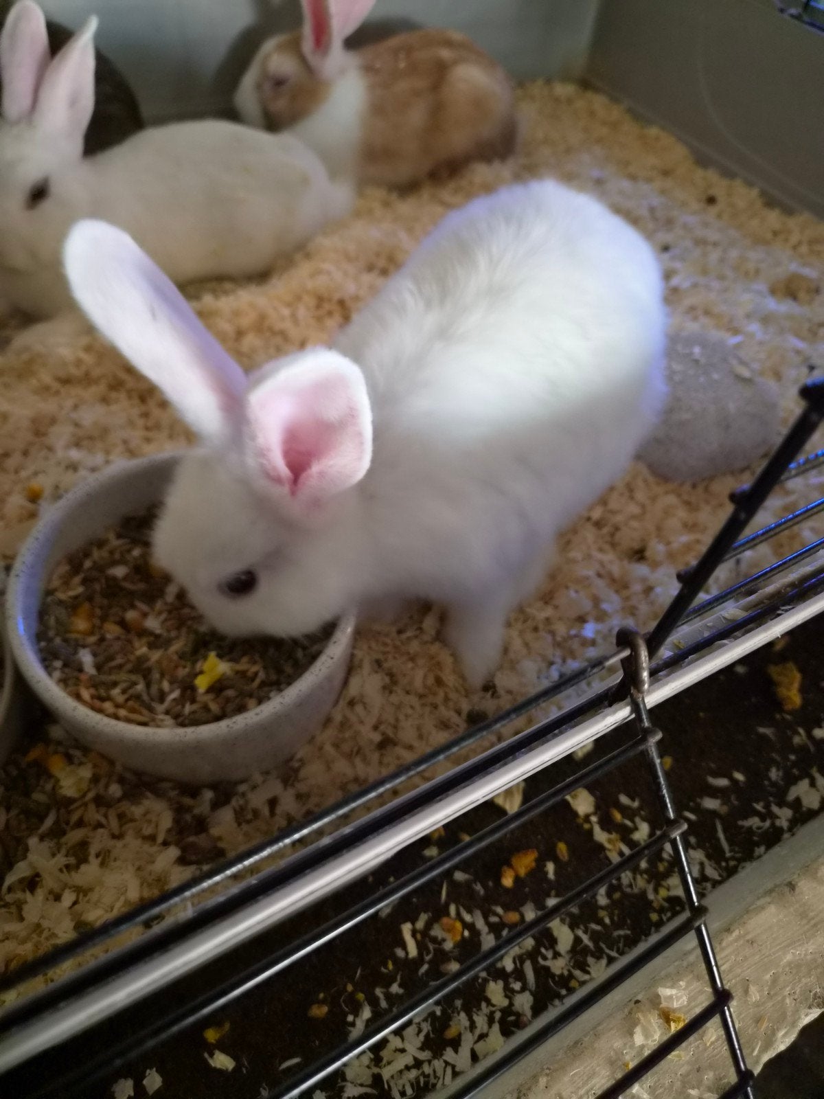 Baby konijn, Dieren en Toebehoren, Konijnen, Geslacht onbekend, Dwerg, 0 tot 2 jaar