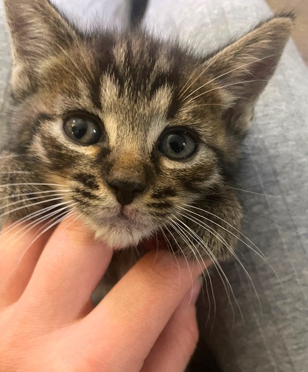 Prachtige Half-Bengaal Mix Kittens zoeken een Gouden Mandje, Meerdere dieren, Kortharig, 0 tot 2 jaar