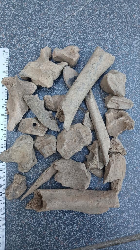 Fossielen botten van een Holenbeer, ijstijd., Verzamelen, Mineralen en Fossielen, Ophalen of Verzenden, Fossiel