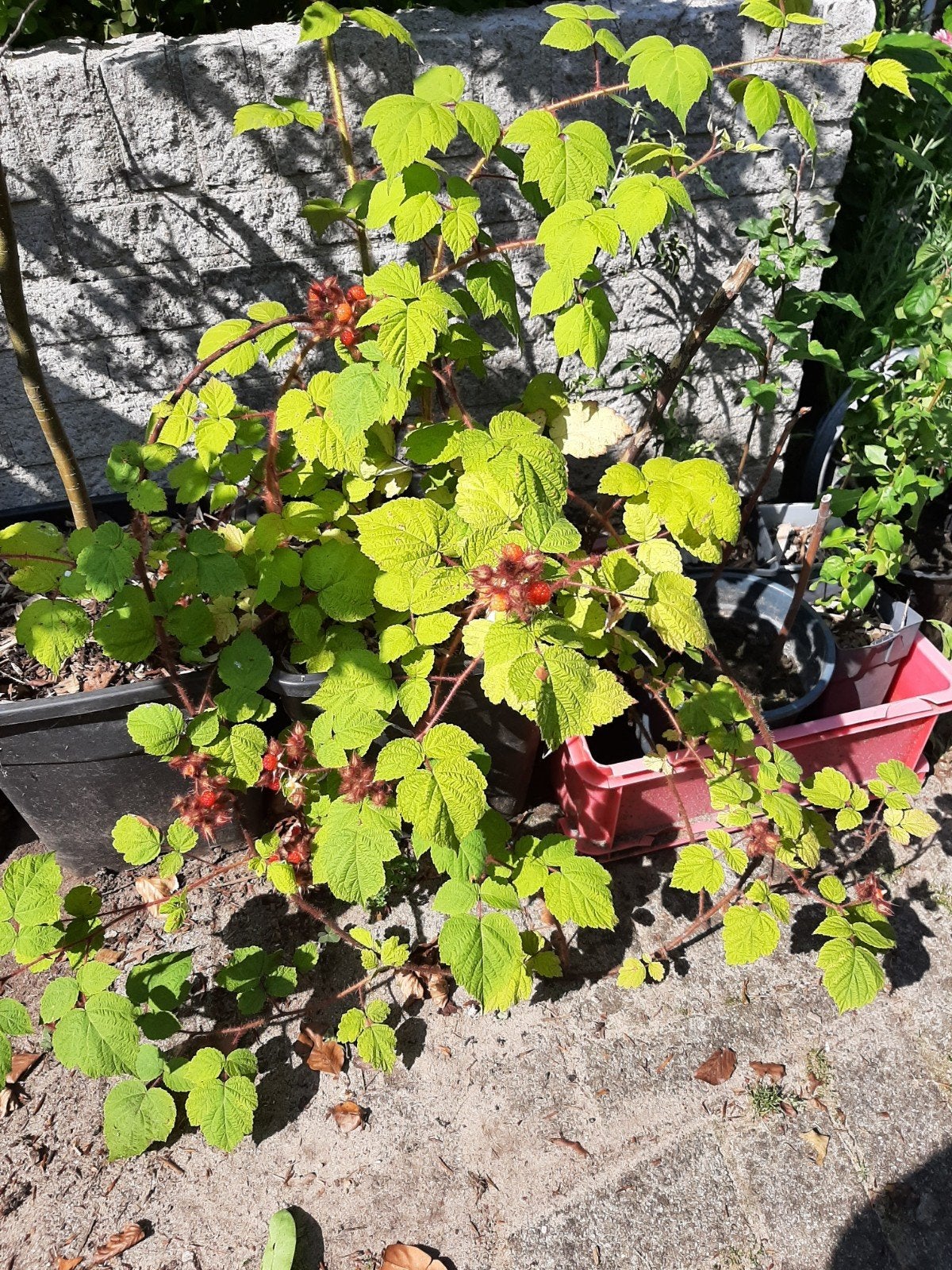 Japanse wijnbes planten - Heerlijke vruchten voor uw tuin, Ophalen, Volle zon