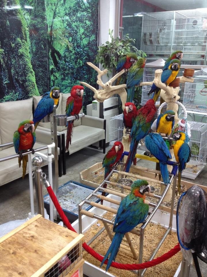 vogel hotel voor ieder soort , u vogels ook op vakantie, Ophalen of Verzenden, Nieuw, Zand en Verzorging