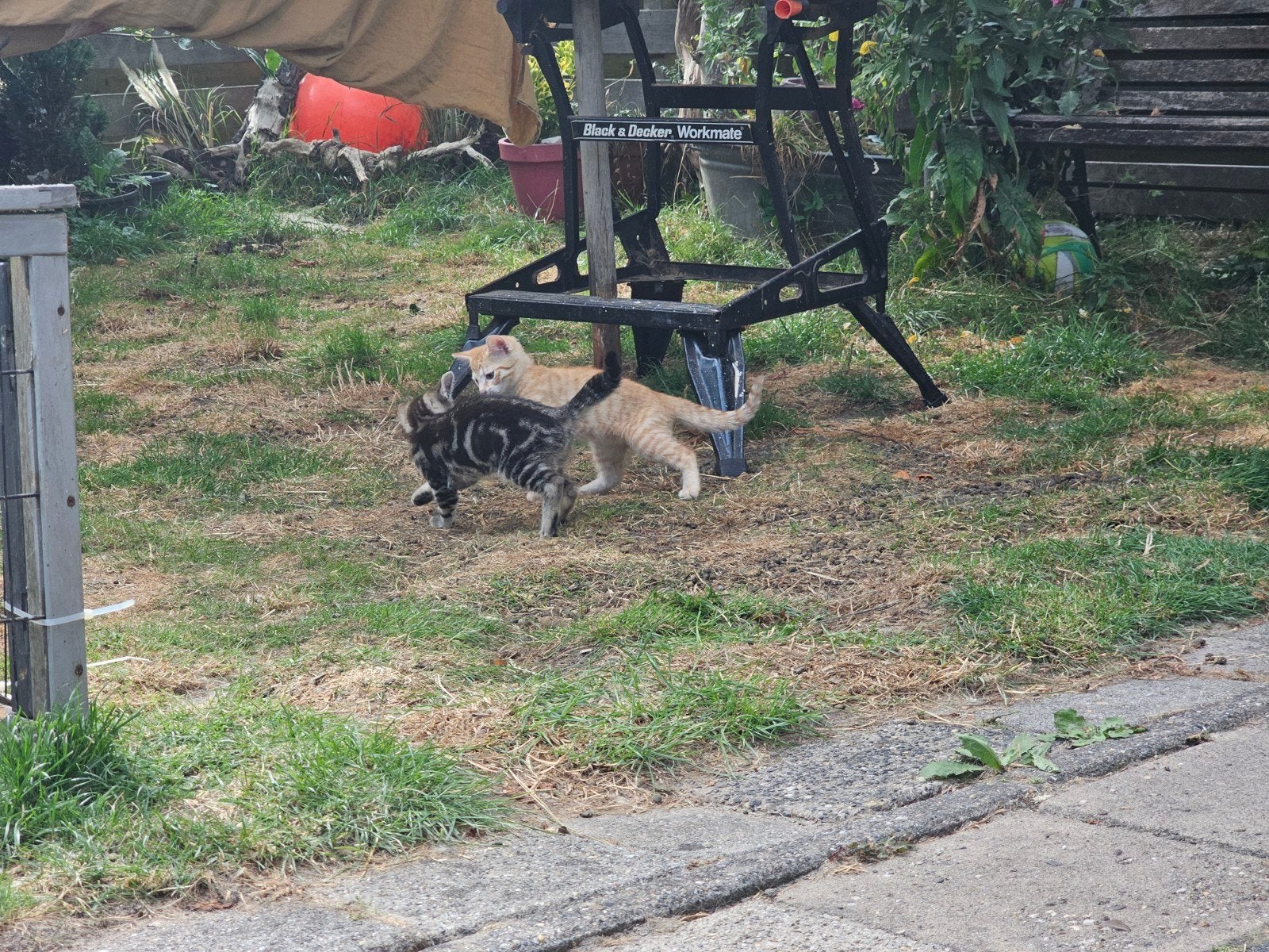 4 enthousiaste speelse kittens, Dieren en Toebehoren, Meerdere dieren, Kortharig, 0 tot 2 jaar
