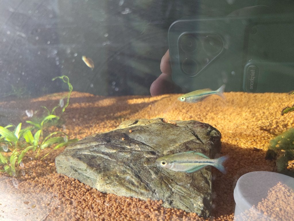 Melanotaenia lacustris Blauwe regenboogvis, Vis, Zoetwatervis, Schoolvis