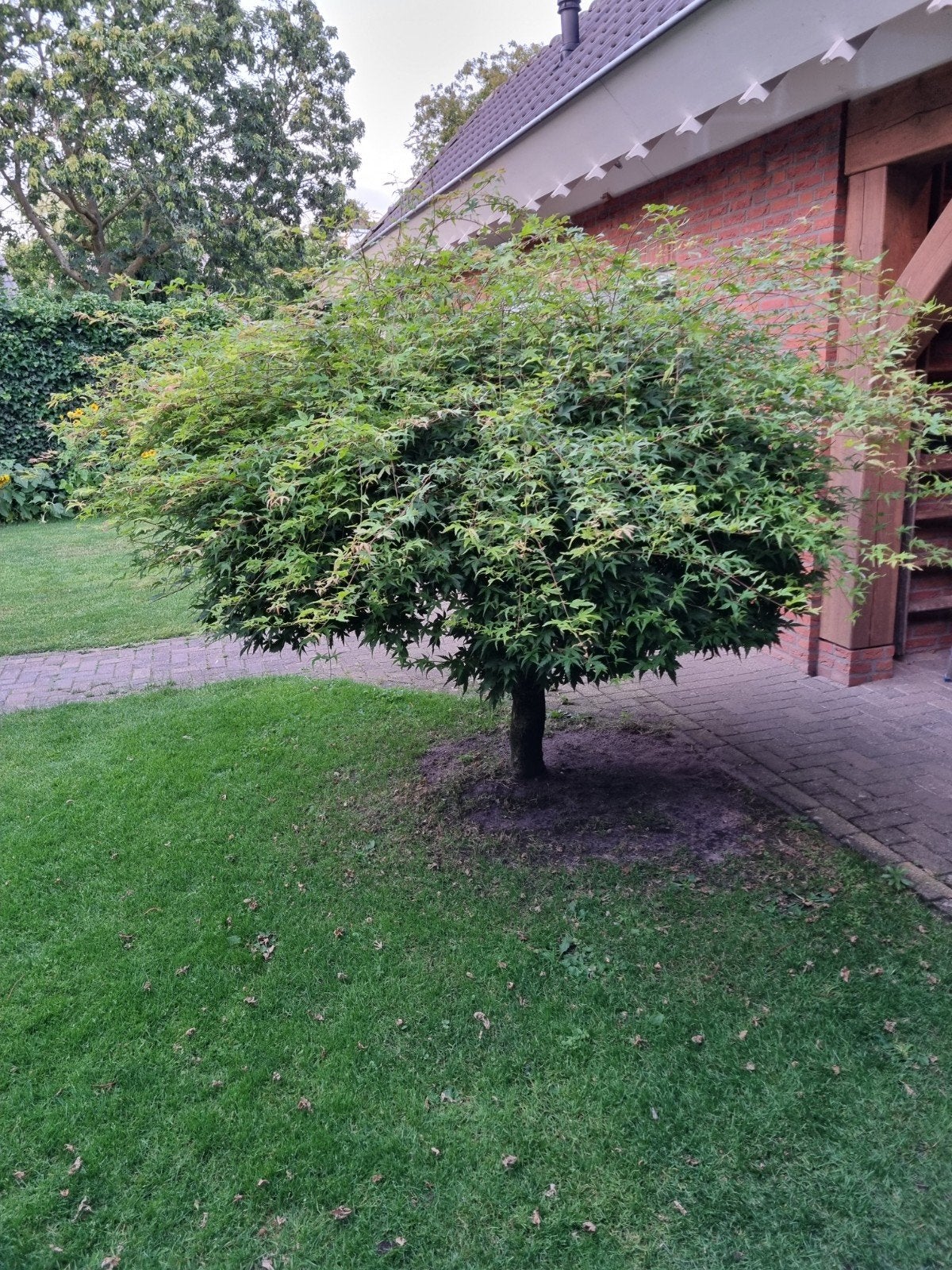 Japanse Esdoorn (Acer Palmatum) - ca. 150-160cm hoog, Ophalen, Bloeit niet, Halfschaduw, Overige soorten