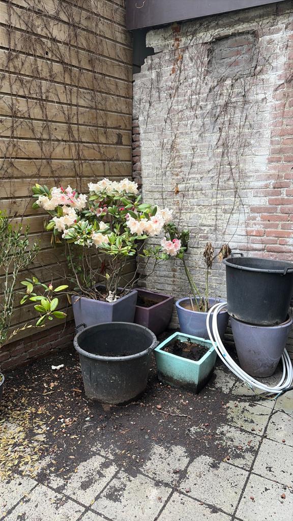 Plants to pick up for free, Tuin en Terras, Ophalen, Zo goed als nieuw, Rond, Minder dan 30 cm