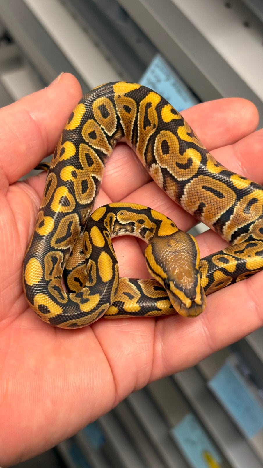 Hypo 100% het clown ball python Ball Python photo 2