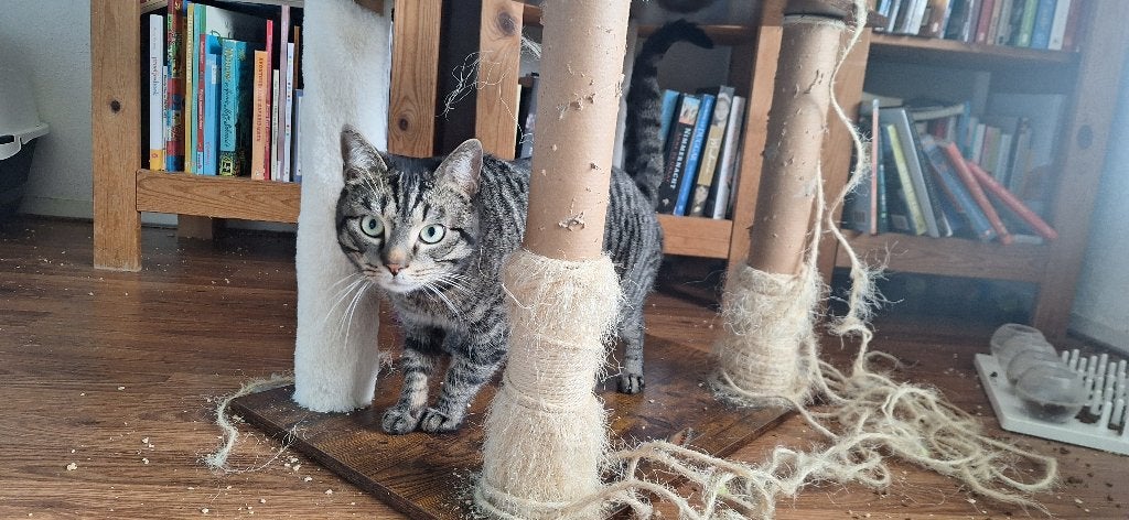 Gratis kater, Juni, Mannelijk