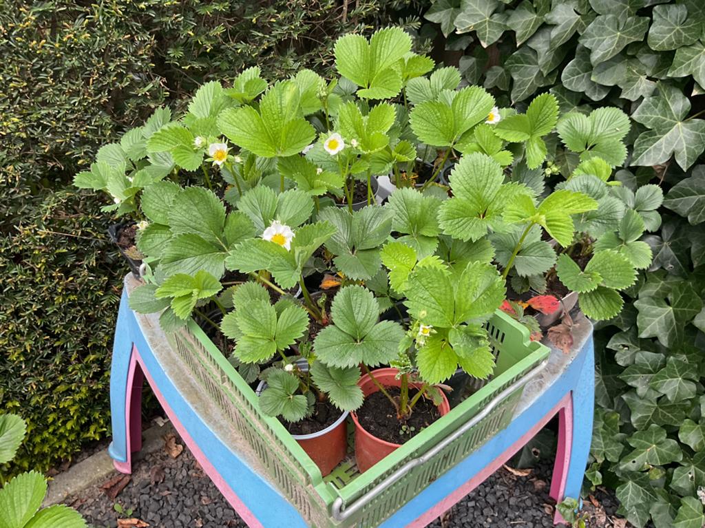 Mooie aardbeienplantjes, meeste al met aardbeien. KOOPJE!, Tuin en Terras, Ophalen of Verzenden, Volle zon