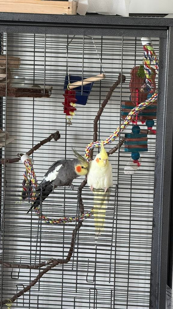 Valkparkiet koppel, Dieren en Toebehoren, Meerdere dieren, Parkiet