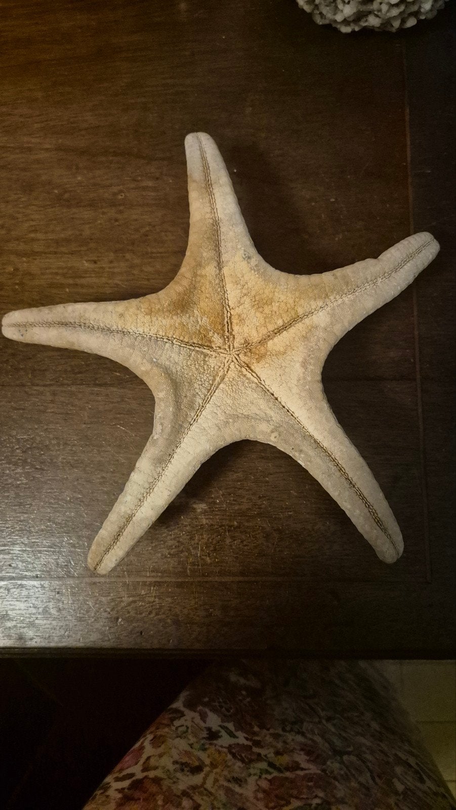 Decoratieve zeester - Uniek stuk voor huisdecoratie, Ophalen of Verzenden, Gebruikt