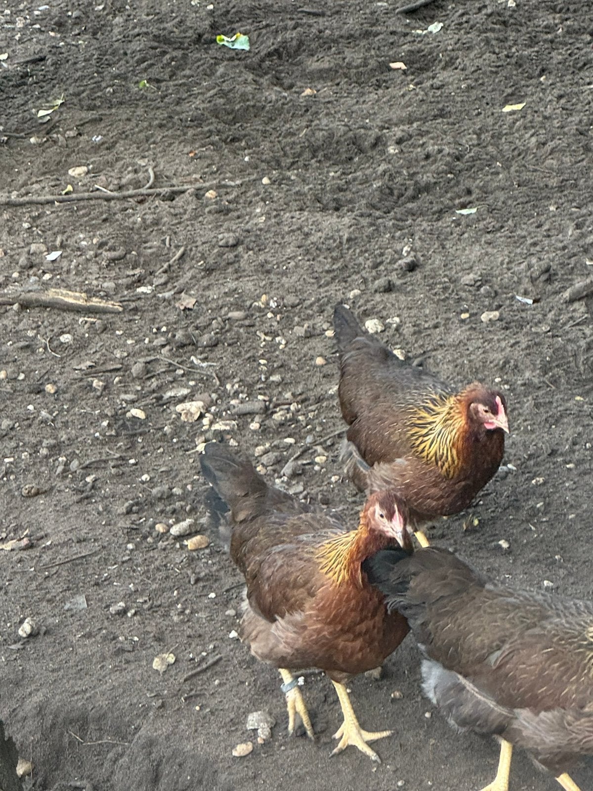 Welsumer toom, Meerdere dieren, Kip