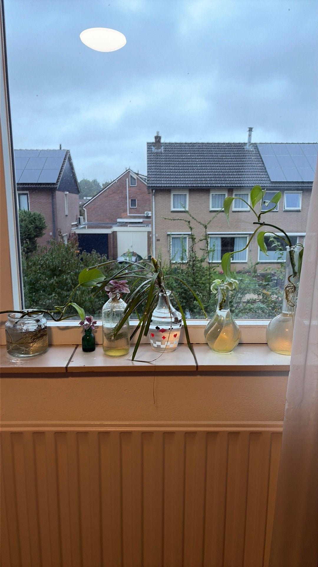 Verschillende stekjes, Ophalen, Halfschaduw, Minder dan 100 cm