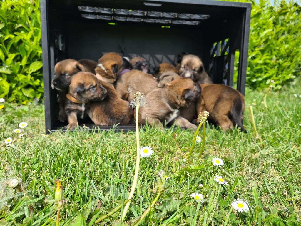 Prachtige Border Collie x Mechelse Herder pups F1, 8 tot 15 weken, Meerdere, Meerdere dieren, Herder