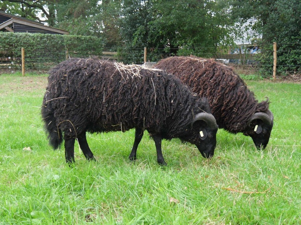 drents heideschaap, Mannelijk, Schaap, 0 tot 2 jaar