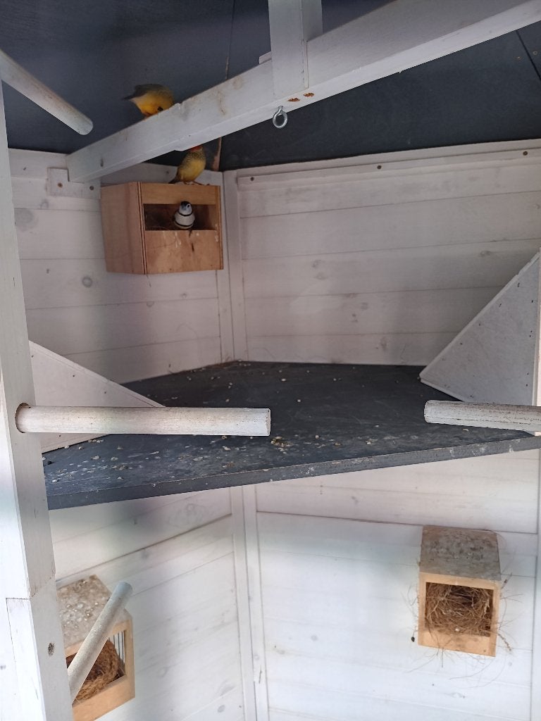 astrildes te koop, Meerdere dieren, Tropenvogel