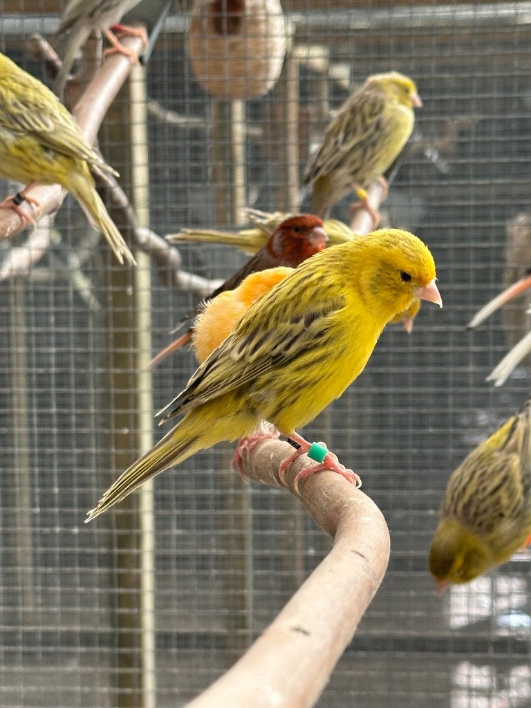 Geel agaat kanaries koppel, Meerdere dieren, Kleurkanarie