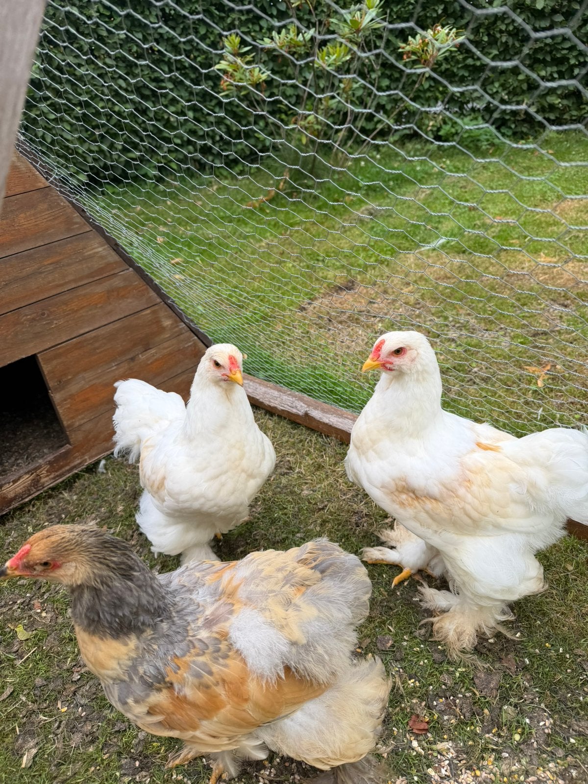 Brahma Lemon Pyle haantjes, Mannelijk, Kip