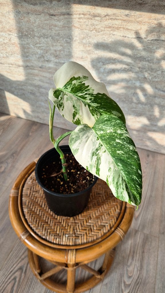 Monstera Variegata Marbled Albo, Ophalen, Halfschaduw, Minder dan 100 cm